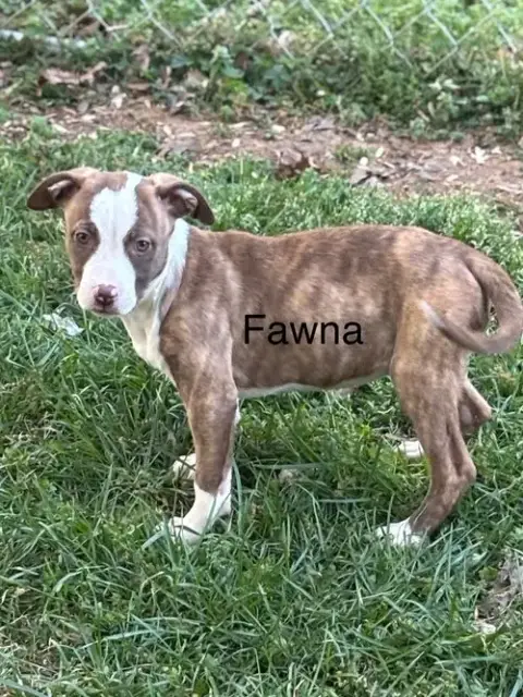 Fawna