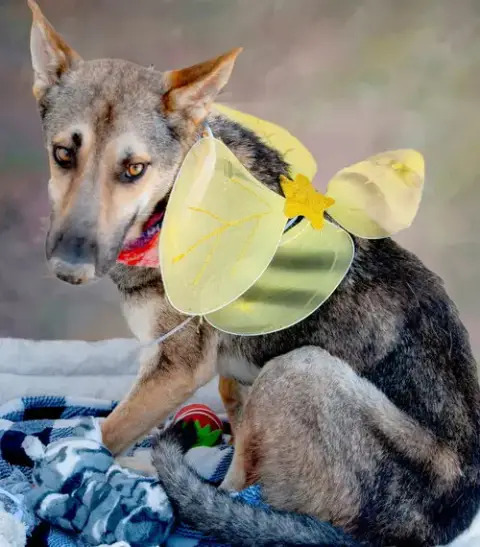 Coyote