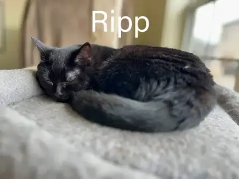 Ripp photo 2