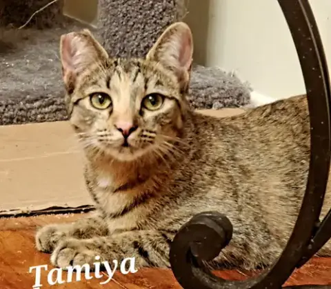 Tamiya photo 5