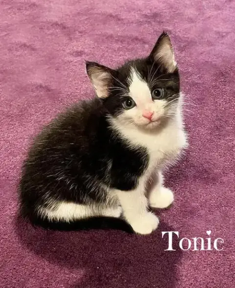 Tang *Kitten* photo 2
