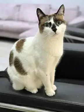 Miss Lizzie