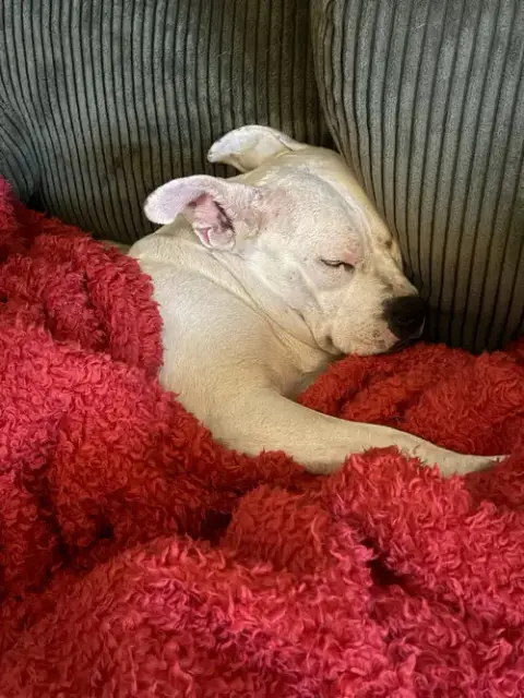 Princess Brisket photo 3
