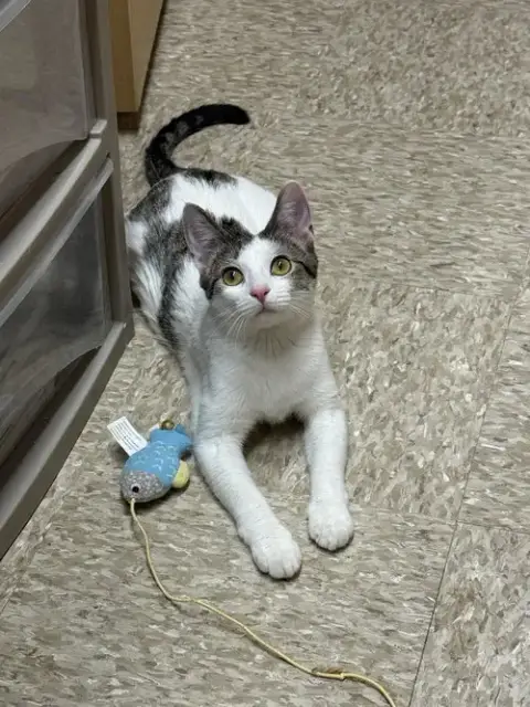 Pepe photo 3