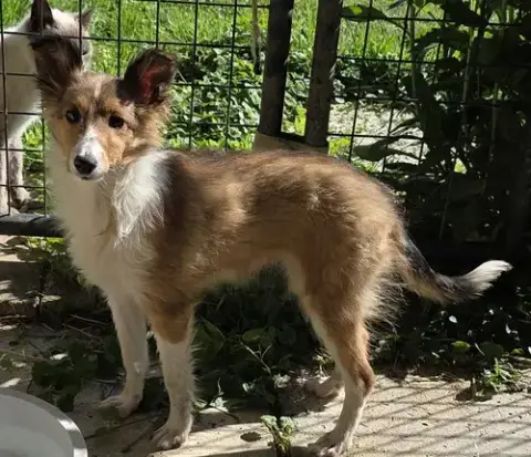 Lassie