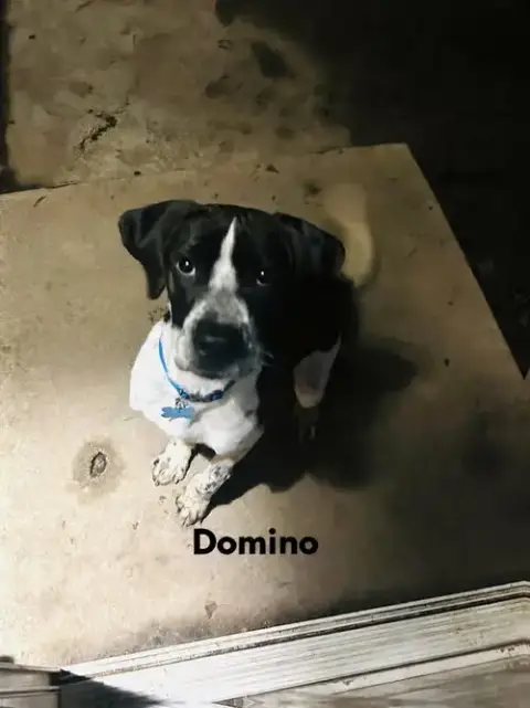 Domino photo 4