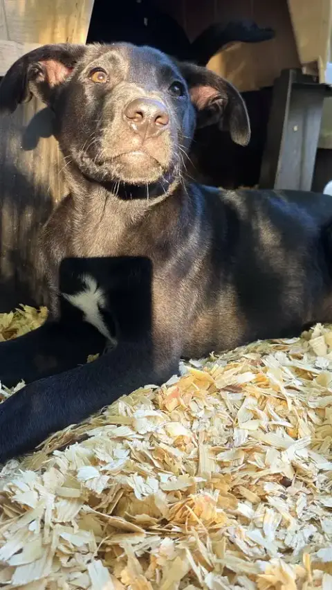 Jax- Wiggle Monster photo 3