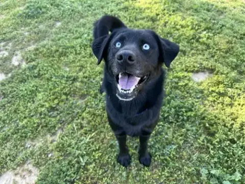 Oso