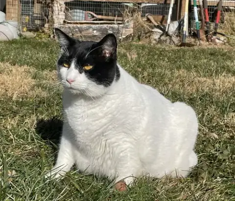 Figaro photo 4