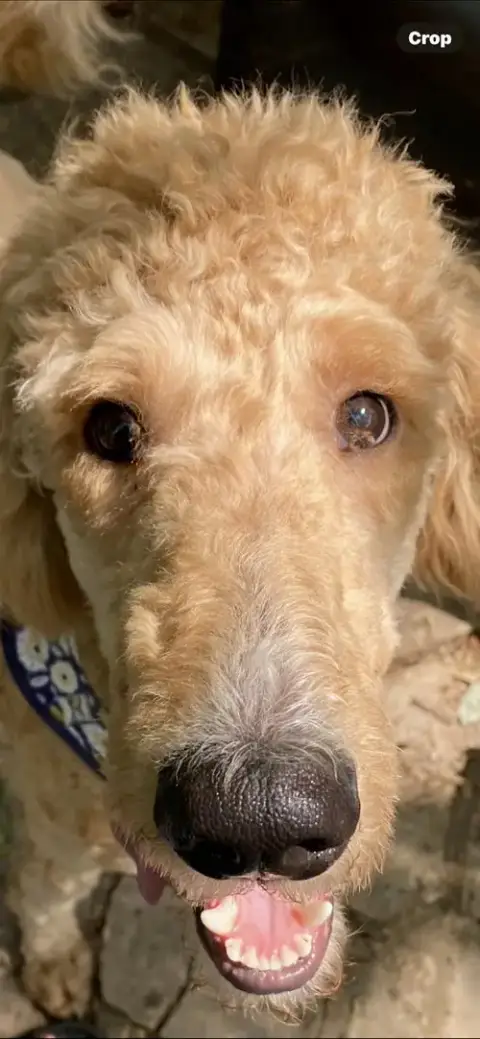 Bentley photo 3