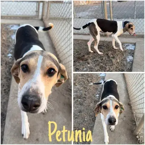 Petunia