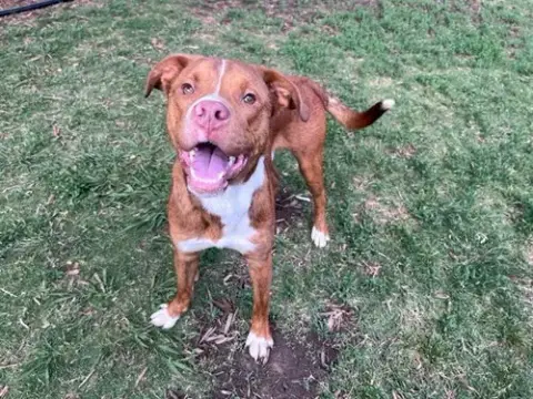 Rosco