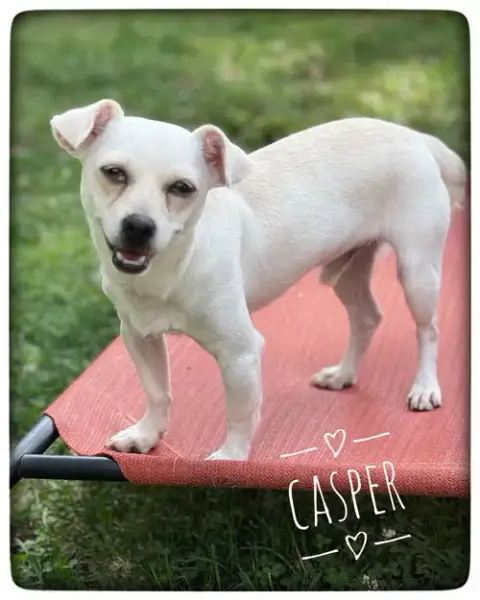 Casper photo 3
