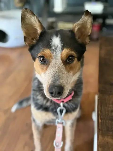 Allie: Not At Shelter photo 3