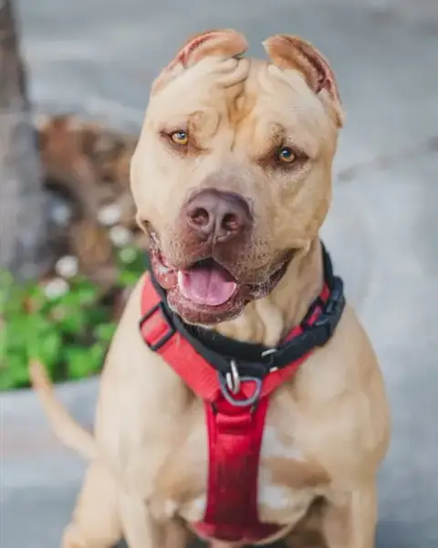 Max
