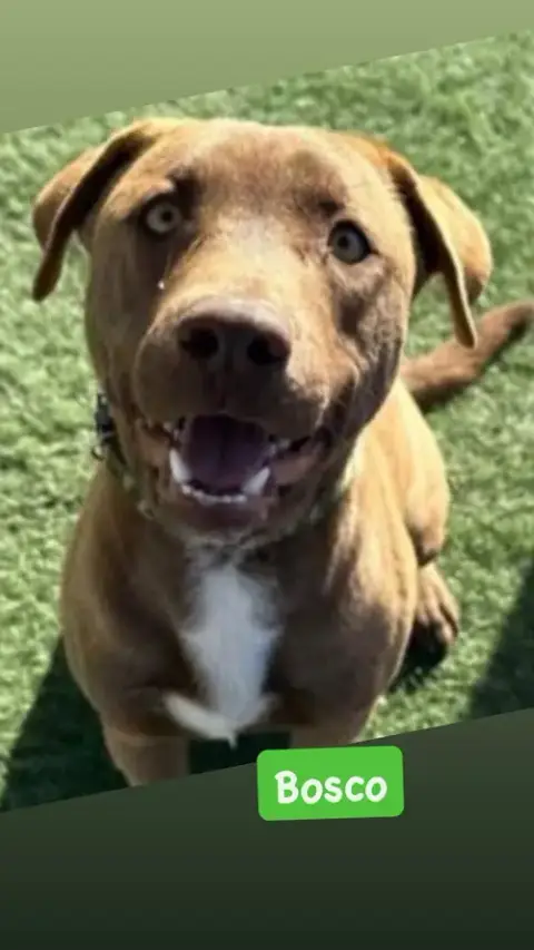 Bosco