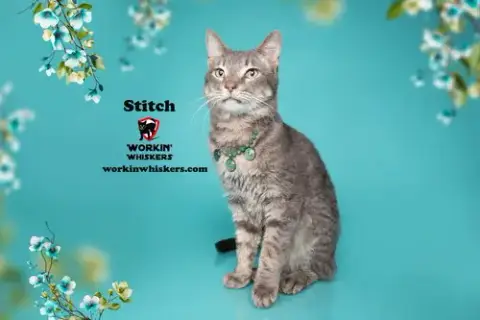 Stitch photo 2