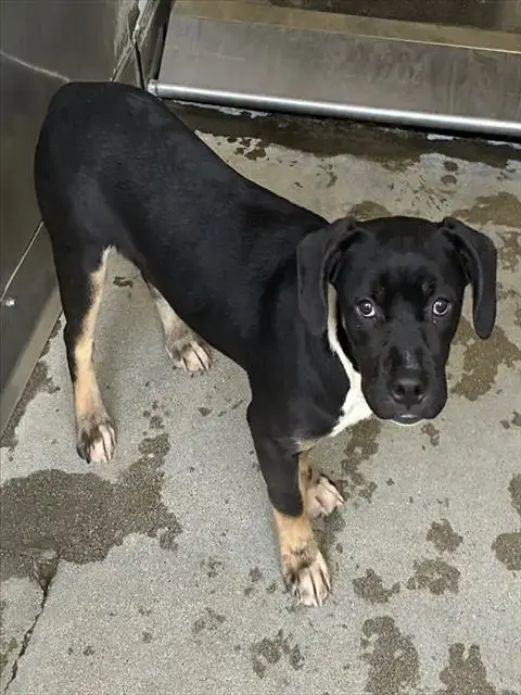 Kona