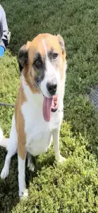 Piper photo 5