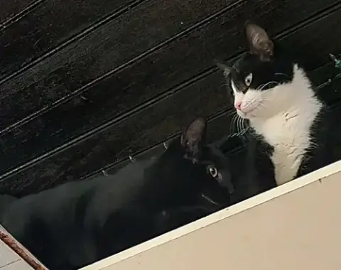 Birdie & Chief photo 5