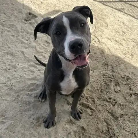 Macy