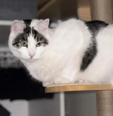 Quinn Meow photo 3