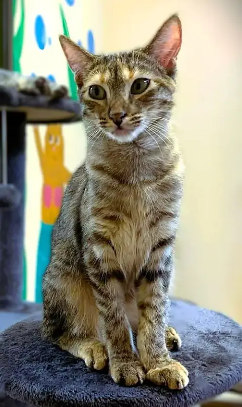 Giselle