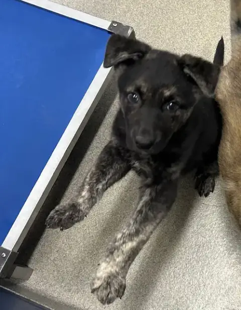 Rye 9 Weeks Available 5/6