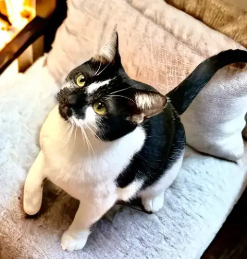 Jessie