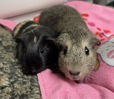 Rasinet & Twix