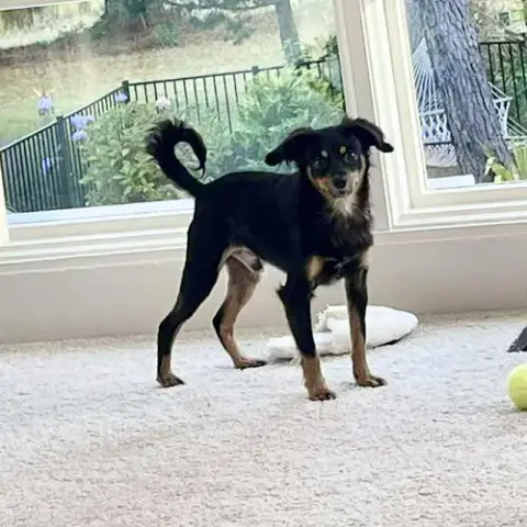 Boomer photo 3