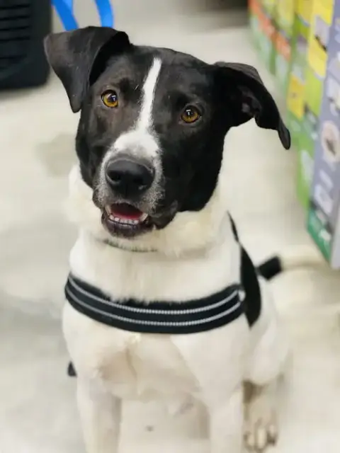 Chester 2 *Adopt Or Foster* photo 3