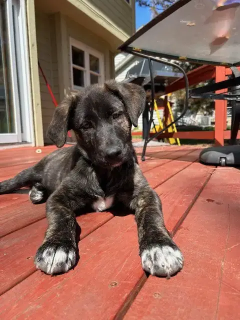 Nigel photo 2