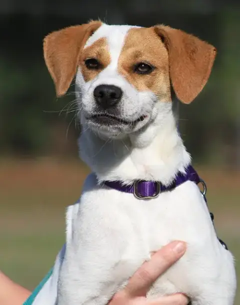 Suki photo 3