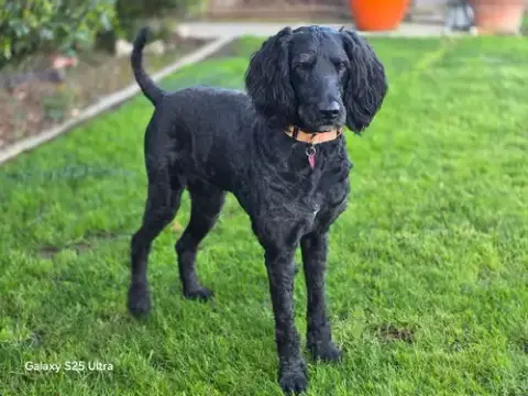 Bentley photo 4