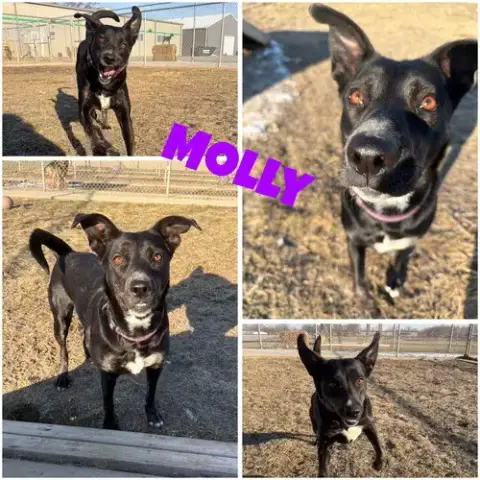 Molly