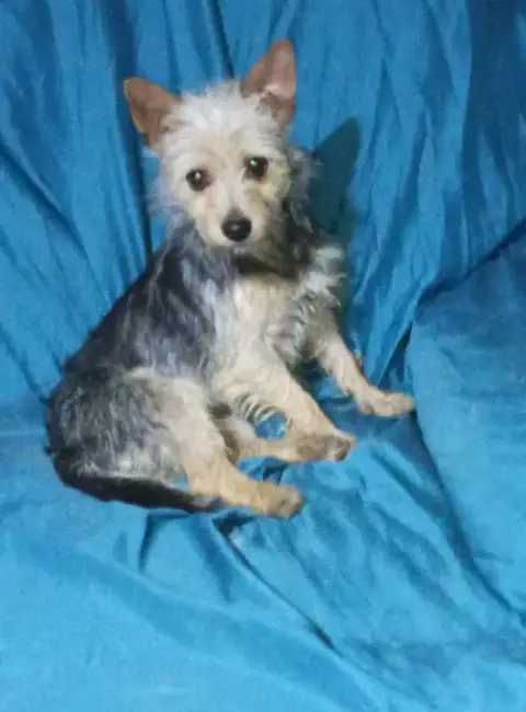 Millie In Tx photo 2