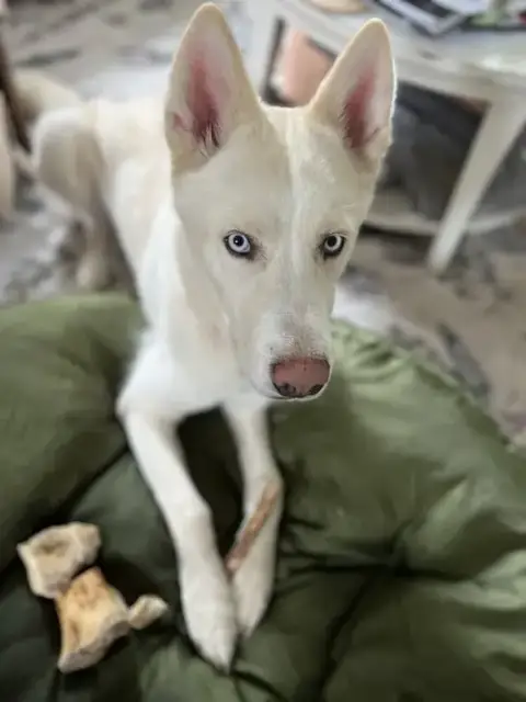 Zeus 2