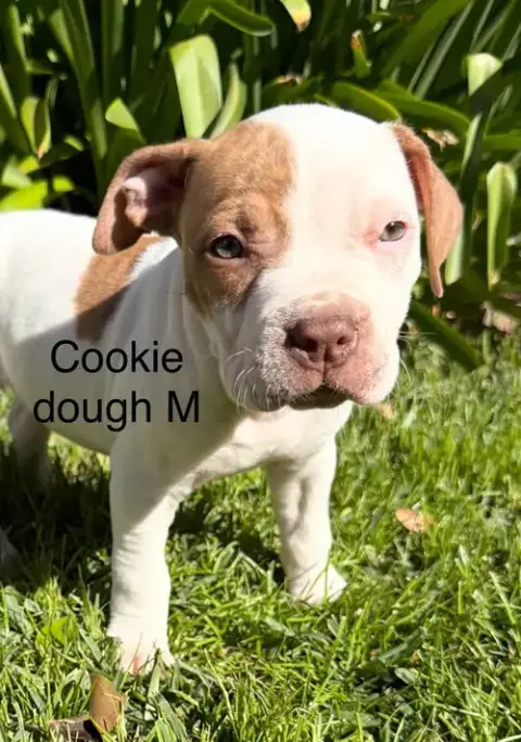 Cookie Dough