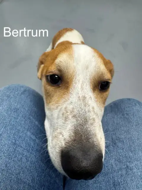 Bertrum