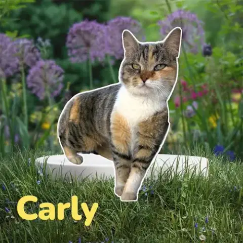 *Carly