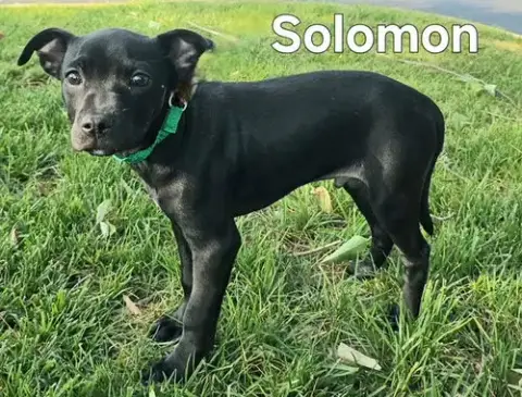 Puppy Solomon photo 2
