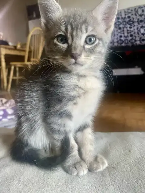Adorable Kittens