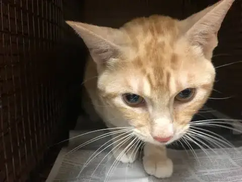 Gizmo