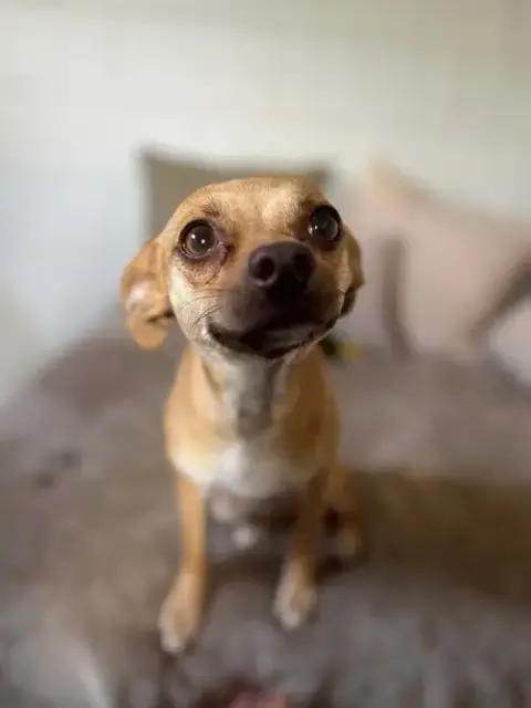 Pebbles