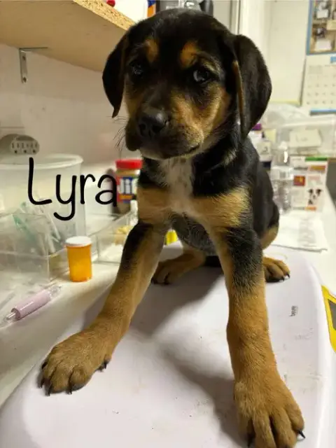 Lyra photo 4