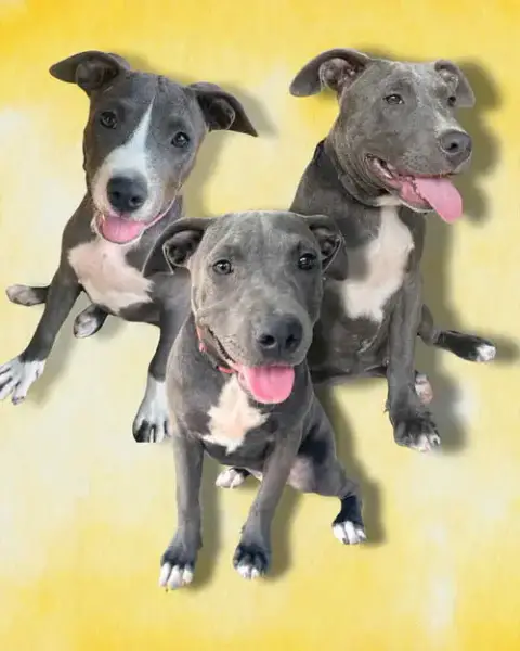 The Blue Winona Litter