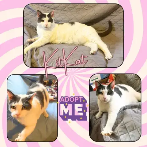 Kitkat photo 4