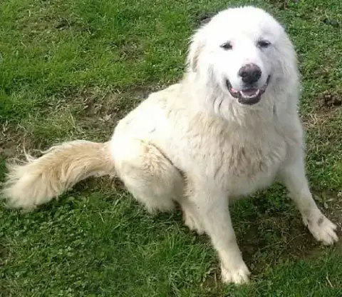 Fosters Needed photo 2