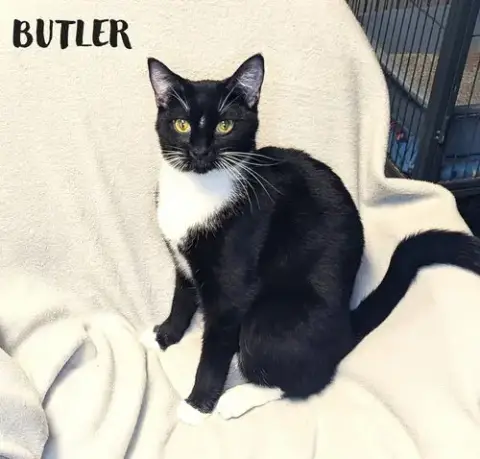 Butler photo 3
